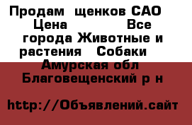 Продам ,щенков САО. › Цена ­ 30 000 - Все города Животные и растения » Собаки   . Амурская обл.,Благовещенский р-н